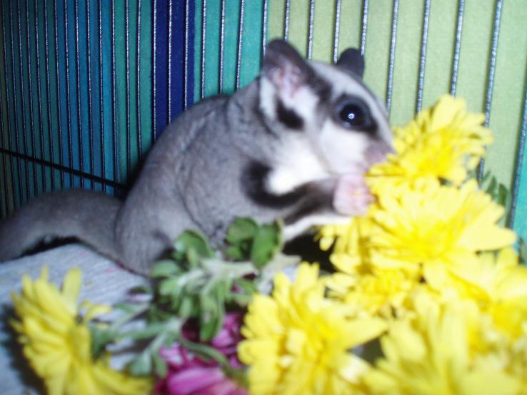 GliderGossip Edible & Nonedible Flowers